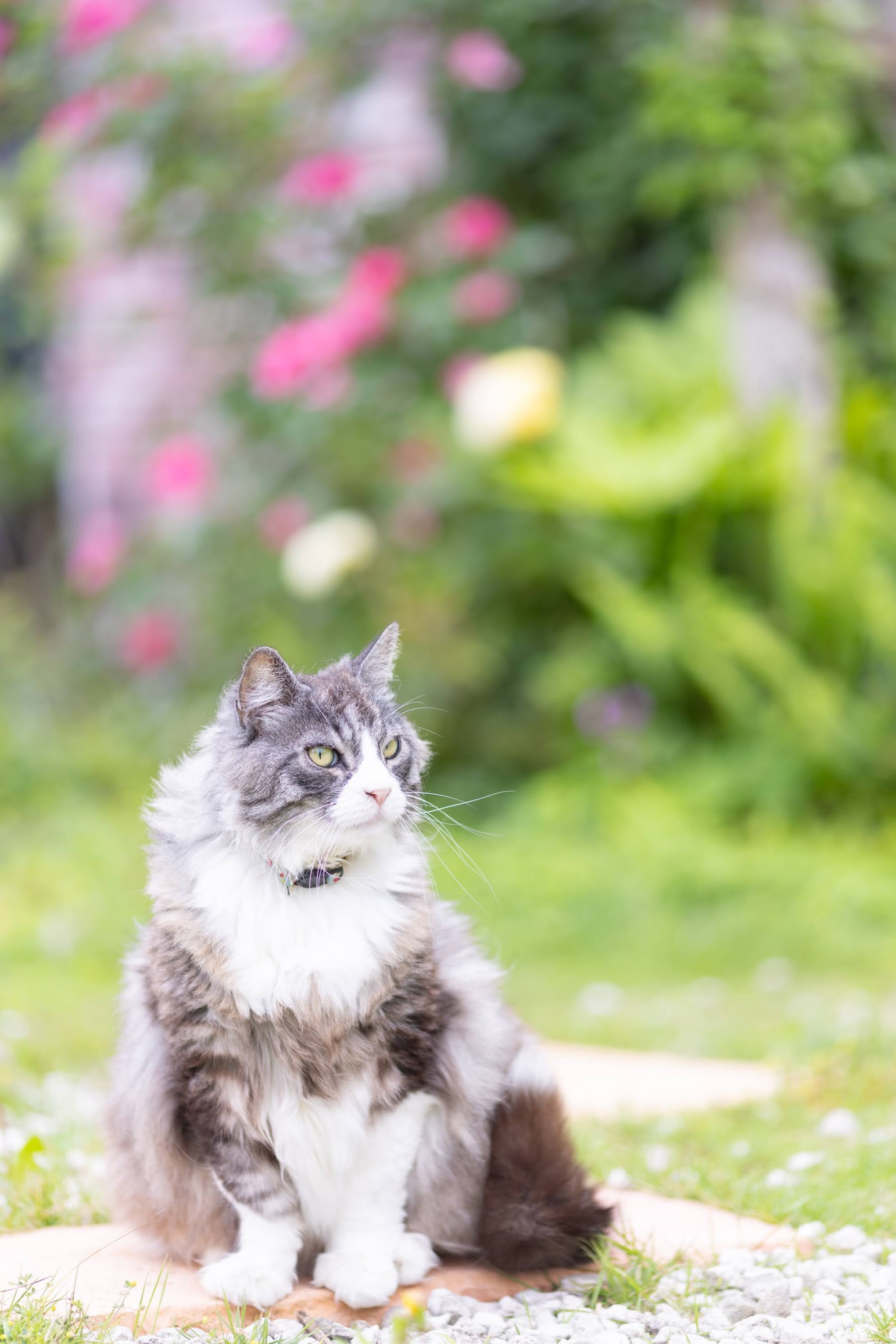 ピンクの花を背に座る、毛の長い猫(ダン)