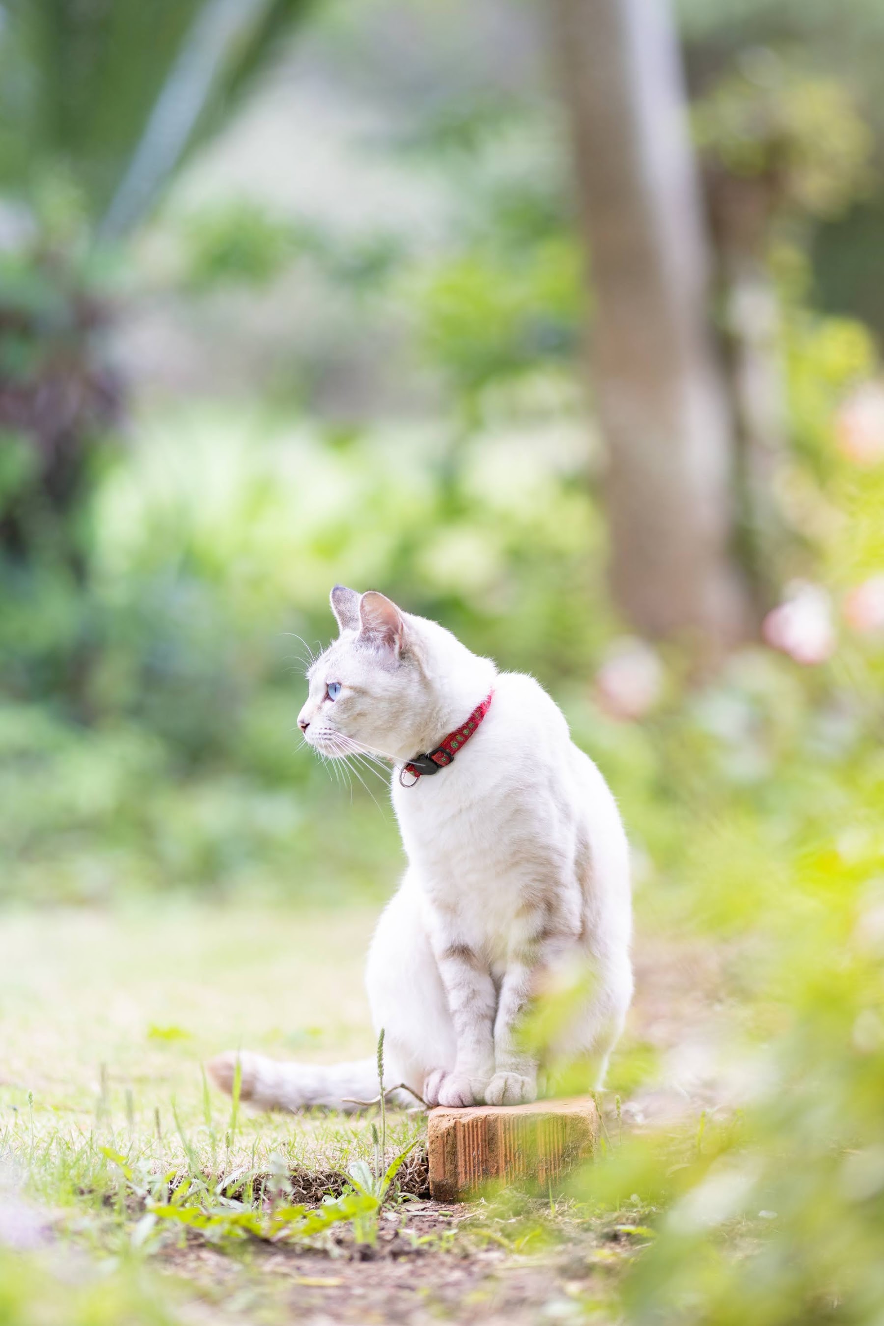 緑の中で座る、青い目の白い猫(ソラ)