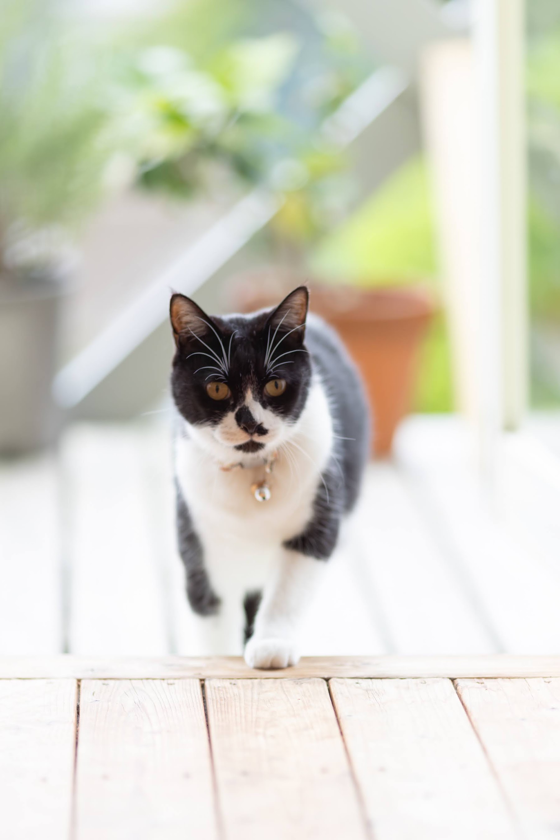 白いウッドデッキを歩いてくる白黒の猫(サンチュ)
